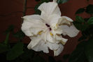 DSC05784