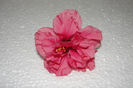 hibiscus Dianthoides Pink