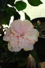 hibiscus roz pal batut