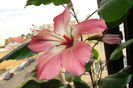 hibiscus Storckii