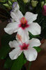 hibiscus Apple Blossom