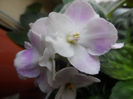 Rhapsodie Candy