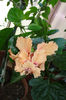 hibiscus  El Capitolio Sport