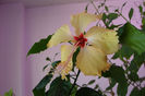 hibiscus  Sri Lanka