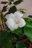 hibiscus Dainty White