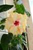 hibiscus  Sprinkle Rain
