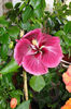 hibiscus black Dragon