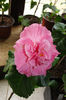 hibiscus Easter Malley