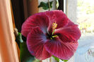floarea 2