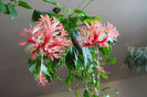 hibiscus  Schizopetalus