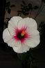 hibiscus  Fire Storm