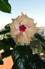 hibiscus  Sprinkle Rain