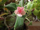 DSCF2098