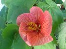 abutilon-3