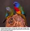 neophema_splendida5_1