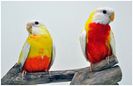 splendid-lutino-roodbuik-man-x-lutino-lacewing-pop[1]