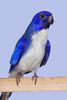 Violet%20cock