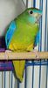 333px-Turquoise_Parrot-01