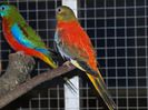 59794_GrijsgroenOpaline
