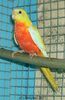 3050189071_1_3_iDPCZF03