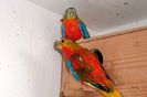 Zucht%202011%20512bh