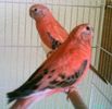 neophema_bourki_bourkes_parrot_1