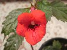 `Red Elfe`