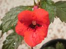 `Red Elfe`
