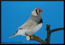 img7895buona