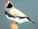 mandarin074vh