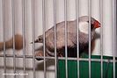 mandarin108id
