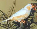 mandarin182ay