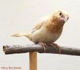 fawndilsoc