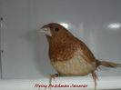 society_finch_red-brown
