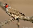 34_hybrid_red-headed_cut-throat_finch_1