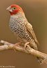 34_hybrid_red-headed_cut-throat_finch_4