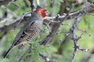 856%20Red-Headed%20Finch%20NX