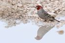 856%20Red-Headed%20Finch%20NX1
