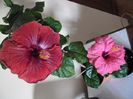 Hibiscus grup
