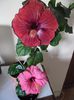 Hibiscus grup
