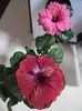 Hibiscus grup