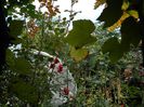 DSCN3575