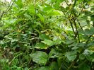 DSCN3594
