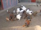 DSC03627