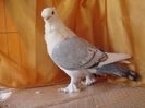 DSC03136