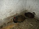 IMG_0317