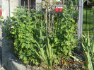 DSCN3057