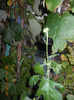 DSCN3353