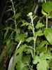 DSCN3351
