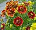 2229-helenium-autumnale-helenium-1